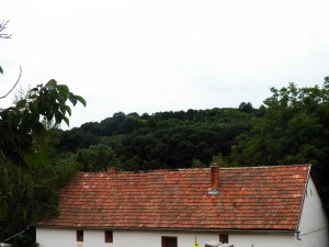 Kovácsszénája - 2013.08.10.