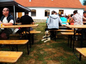 Kovácsszénája - 2013.08.10.