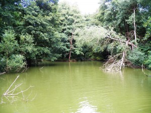 Kovácsszénája - 2013.08.10.